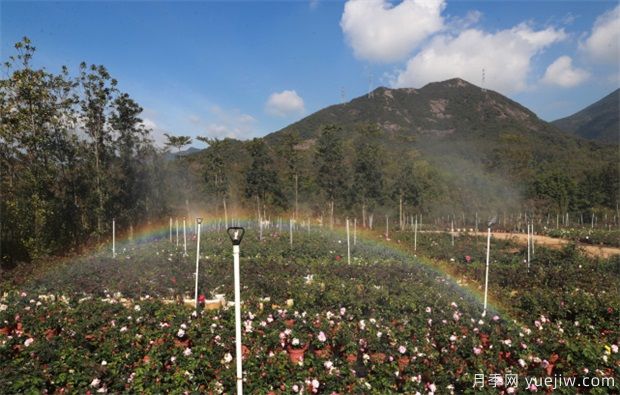 大灣區(qū)實現(xiàn)月季在南方生長 百萬盆精品月季將扮靚新春深圳(圖2)