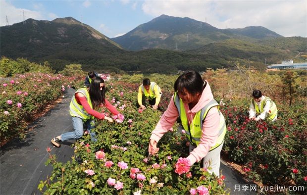 大灣區(qū)實現(xiàn)月季在南方生長 百萬盆精品月季將扮靚新春深圳(圖3)