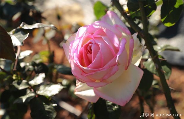 大灣區(qū)實現(xiàn)月季在南方生長 百萬盆精品月季將扮靚新春深圳(圖4)