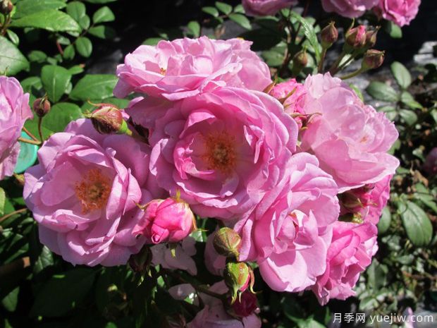 丁香花束月季的優(yōu)缺點是什么？(圖1)