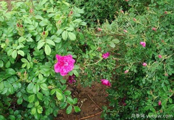 食用玫瑰品種有哪些？8個(gè)品種介紹(圖2)