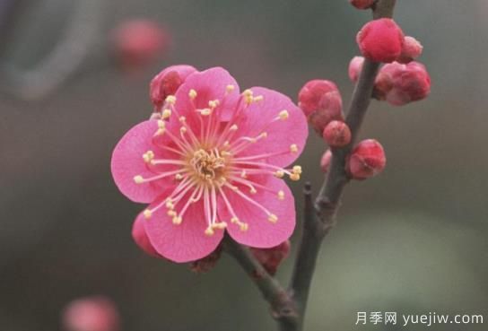 梅花如何栽培？養(yǎng)護(hù)辦法分享(圖1)