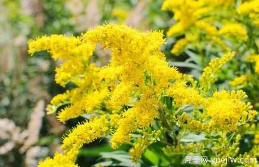 加拿大一枝黃花的危害與防除？(圖1)