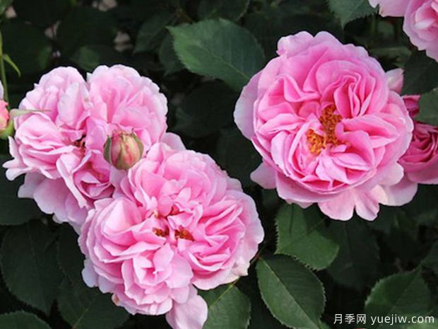 養(yǎng)月季需要肥水修剪治蟲，葉繁花多(圖1)