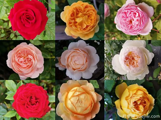 苗木行業(yè)持續(xù)低迷，南陽花農(nóng)還能堅持多久？(圖1)