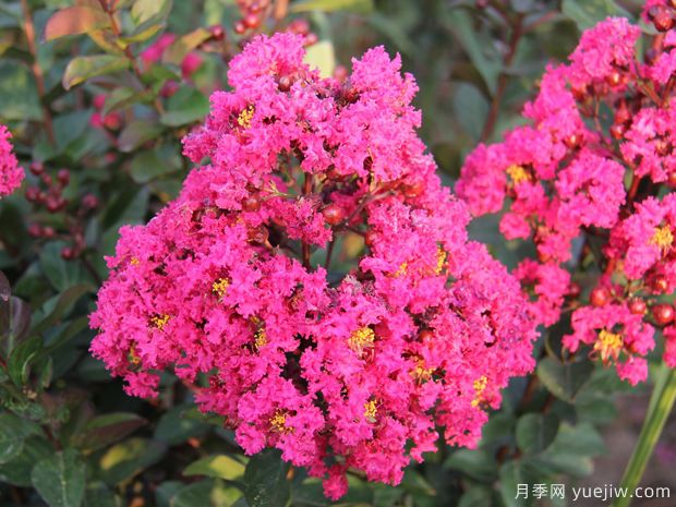 紫薇，養(yǎng)殖紫薇花的5大要點(圖1)
