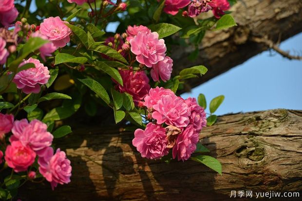 庭院月季花卉養(yǎng)護澆水技巧(圖1)