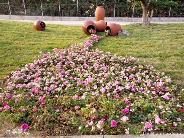 秋季樹(shù)木移植后如何養(yǎng)護(hù)才能提高成活率(圖1)
