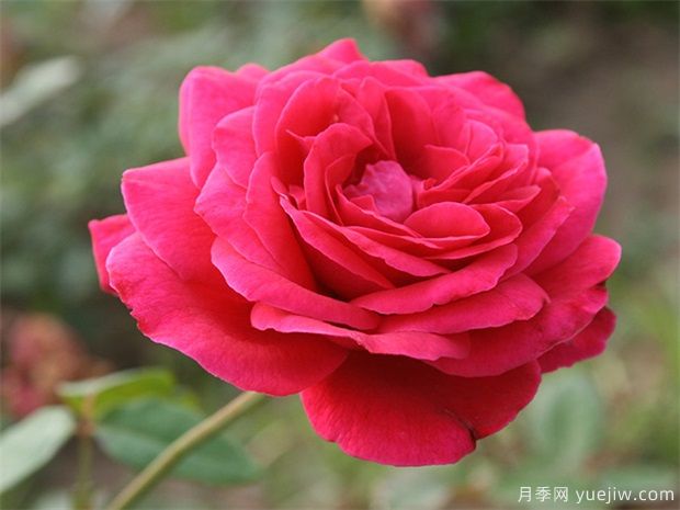 包頭可以種植月季嗎？月季花盛開不是夢(圖1)