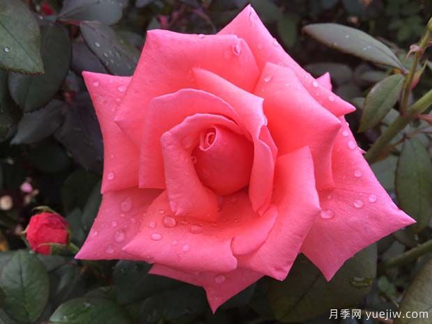 阿曼達(dá)路易絲月季的優(yōu)缺點(diǎn)是什么？(圖1)