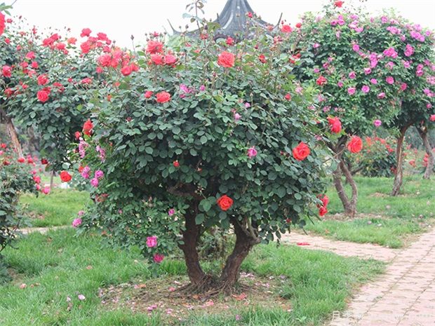 植物景觀的應(yīng)用：?jiǎn)棠九c灌木的應(yīng)用與表達(dá)(圖1)