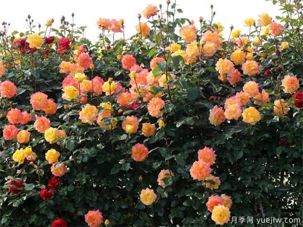 植物景觀的應(yīng)用：?jiǎn)棠九c灌木的應(yīng)用與表達(dá)(圖2)