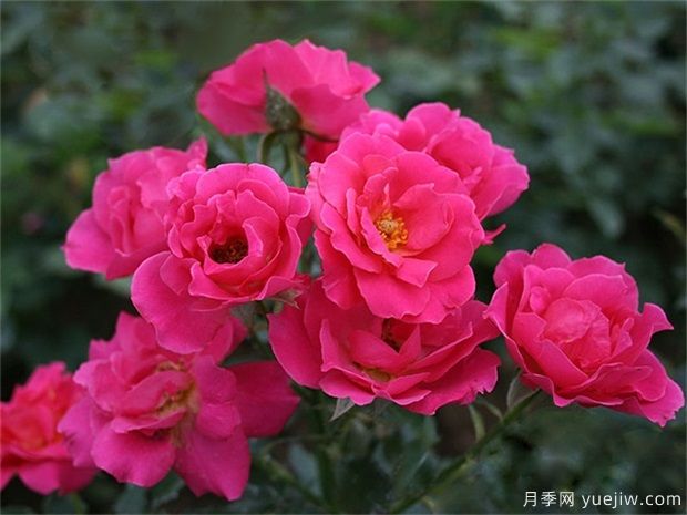 玫瑰花有幾種？栽植哪種好？ 哪種玫瑰花好(圖1)