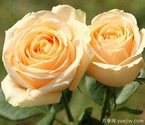 香檳玫瑰的花語是什么？不同朵數(shù)香檳玫瑰花語大全？(圖1)