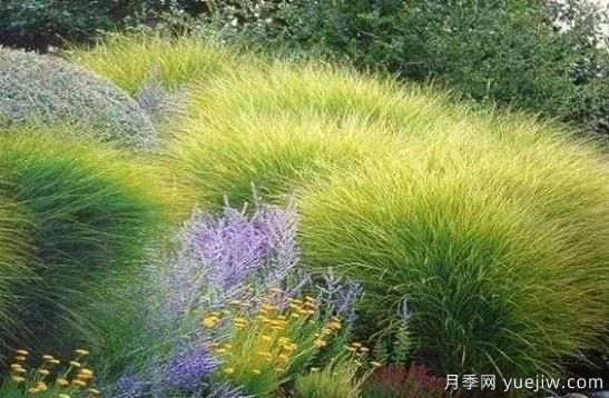 如何把觀賞草設(shè)計(jì)應(yīng)用到園林栽培中去？(圖1)
