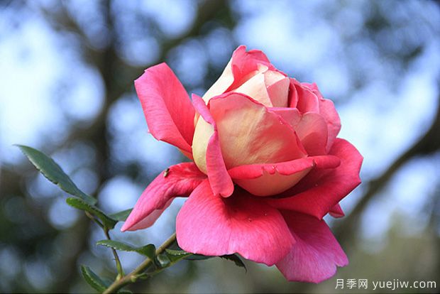 一年四季都能開花的花卉有哪些？花卉護理原則(圖1)