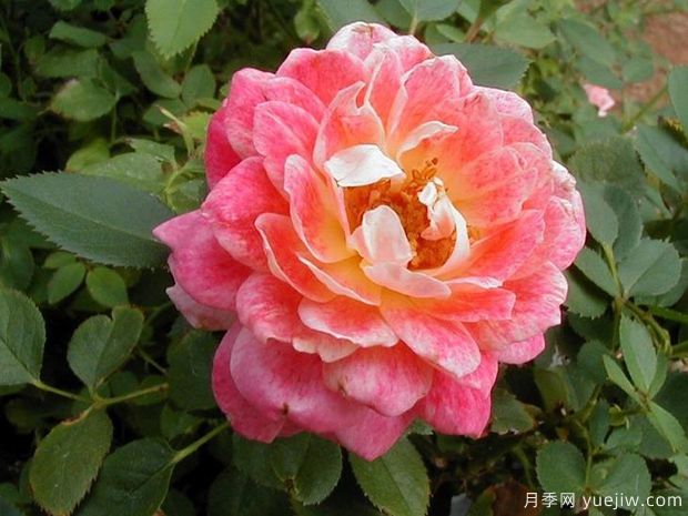 水花飛濺月季(美國(guó))(圖1)