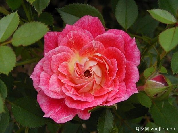 水花飛濺月季(美國(guó))(圖2)