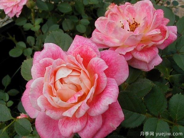 水花飛濺月季(美國(guó))(圖4)