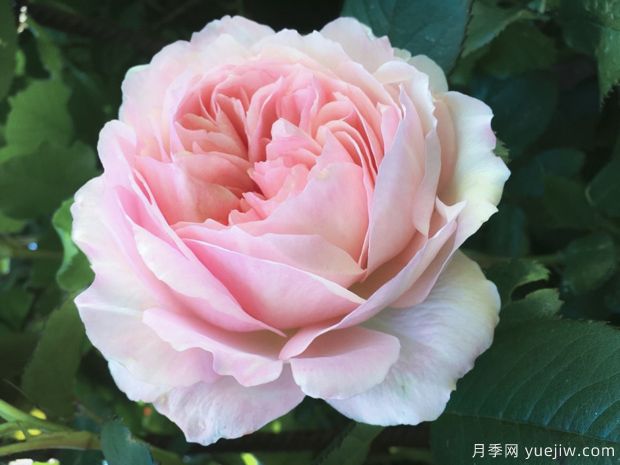 優(yōu)絲塔夏福愛月季/尤泰莎菲月季/游苔莎斐伊(圖3)