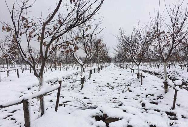 大雪天氣下怎樣保護(hù)苗木？(圖1)