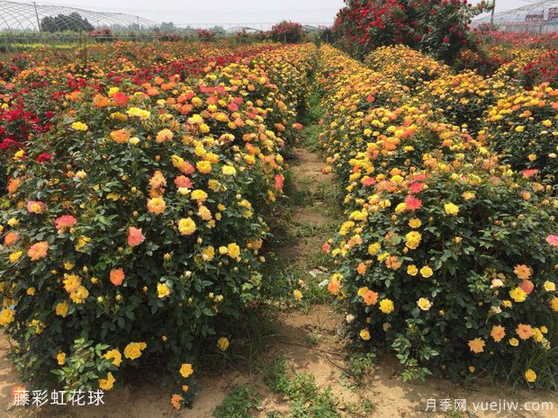 球形灌木怎樣賣出高價？月季花球受綠化喜愛(圖1)