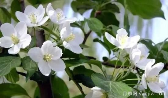 北美海棠介紹與常見(jiàn)海棠品種(圖6)