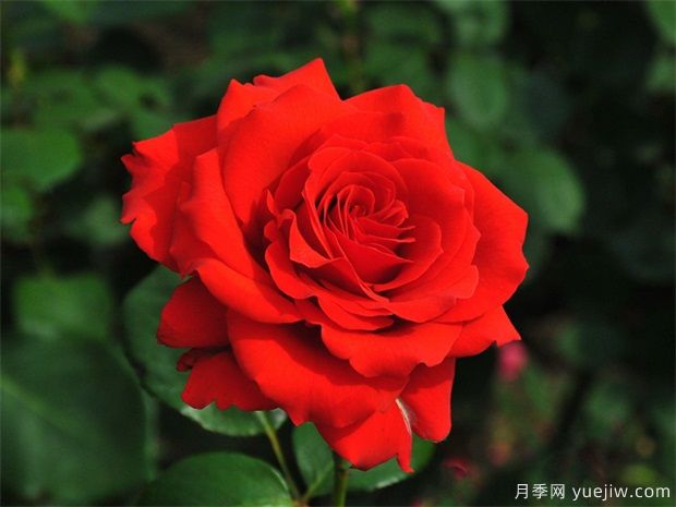月季花的花語(yǔ)和寓意，月季花代表了什么(圖1)