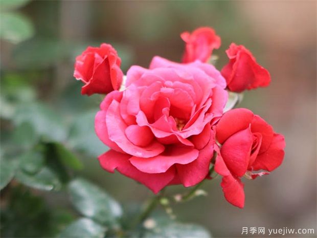 月季花在夏天需要每天澆水嗎？(圖1)