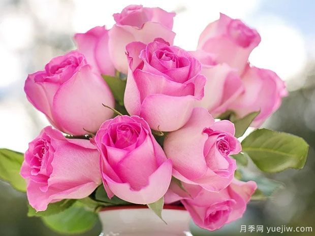 玫瑰花和月季花有什么區(qū)別？(圖1)