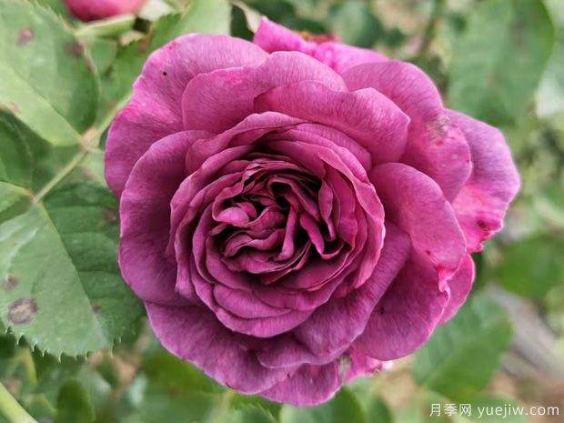 月季花有哪些品種？不同顏色月季花代表有哪些？(圖1)