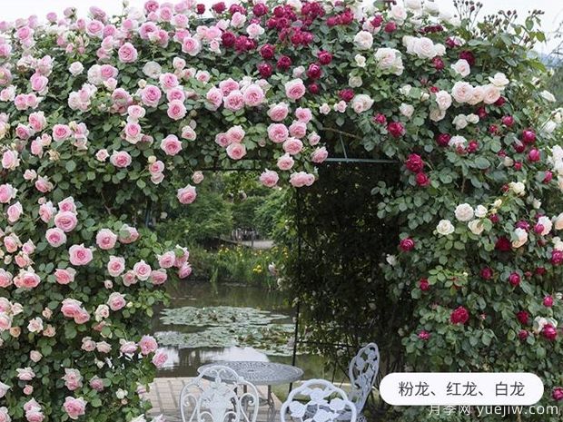 爬藤花卉有幾種？(圖1)