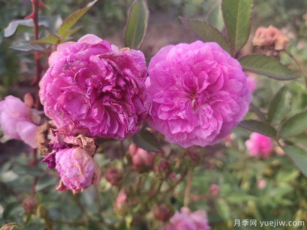 小花月季品種有哪些？推薦4個微型月季(圖1)