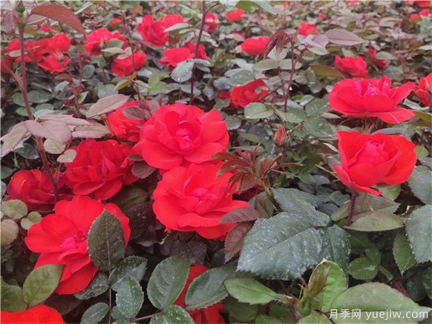 月季花的種子能種嗎？月季花養(yǎng)殖方法(圖1)