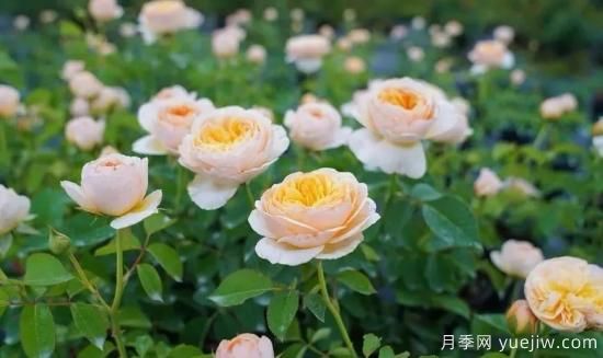 現代月季在園林景觀的應用！園林綠化人必看！(圖1)