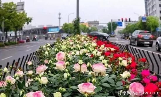 現代月季在園林景觀的應用！園林綠化人必看！(圖2)