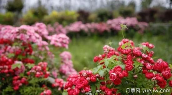 現代月季在園林景觀的應用！園林綠化人必看！(圖3)