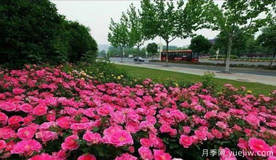 現代月季在園林景觀的應用！園林綠化人必看！(圖4)