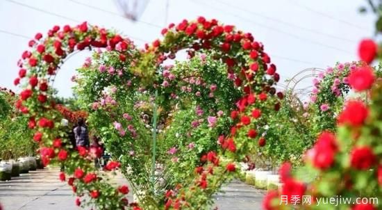 現代月季在園林景觀的應用！園林綠化人必看！(圖6)