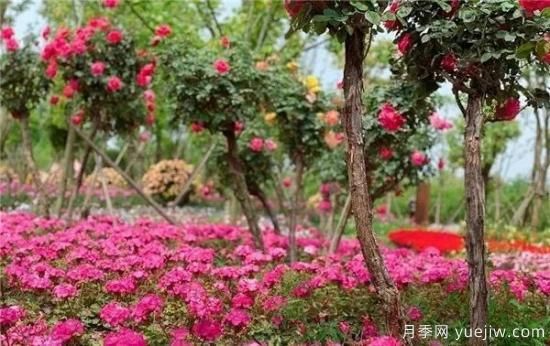 現代月季在園林景觀的應用！園林綠化人必看！(圖7)