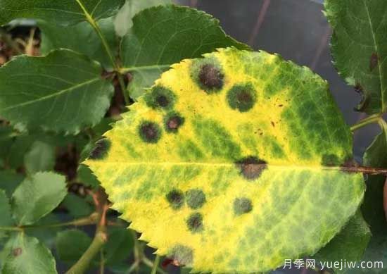 月季黑斑病的癥狀和治療，需要遮陰干燥通風(圖1)