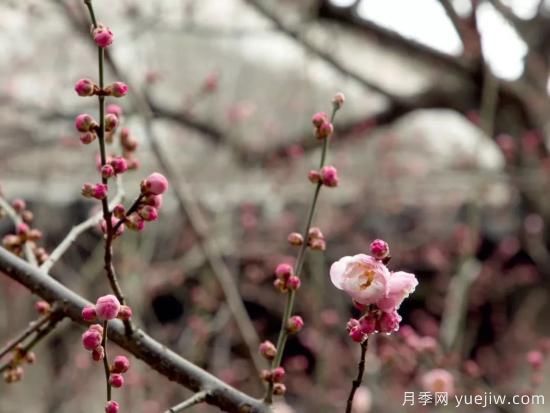 蠟梅和梅花有什么區(qū)別？(圖1)