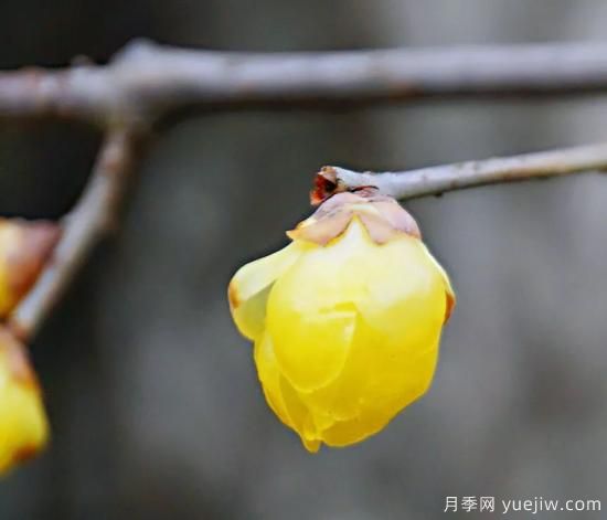 蠟梅和梅花有什么區(qū)別？(圖3)