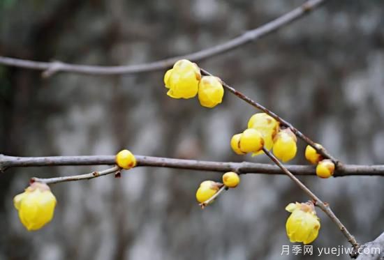 蠟梅和梅花有什么區(qū)別？(圖6)