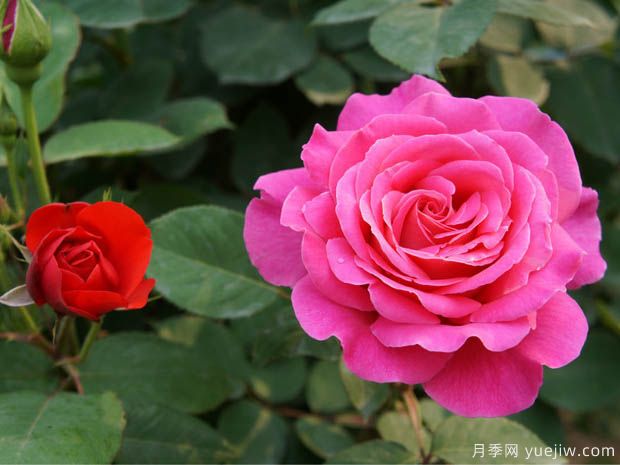 花卉苗木交易中怎么區(qū)分一級(jí)苗和二級(jí)苗？(圖1)