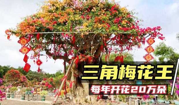 2022年?？谌敲坊ㄕ箚⒛?，五雀花王驚艷出場(圖2)