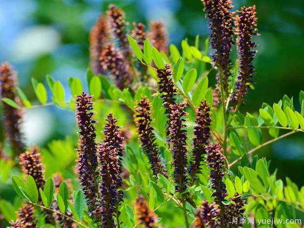 紫穗槐的圖片特點和種植養(yǎng)護(圖1)