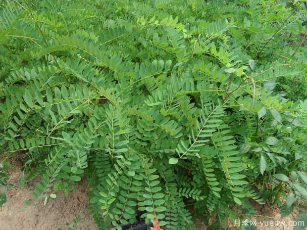 紫穗槐的圖片特點和種植養(yǎng)護(圖2)