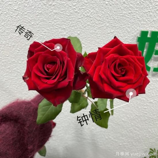 花店常備的15種紅玫瑰是什么？有什么優(yōu)缺點(diǎn)？(圖1)