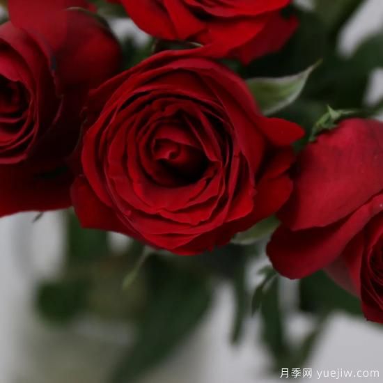 花店常備的15種紅玫瑰是什么？有什么優(yōu)缺點(diǎn)？(圖3)